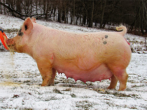 Tater Tot