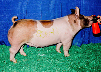 G & S Swine Winners