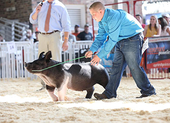 G & S Swine Winners