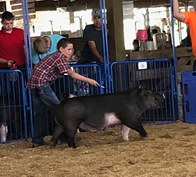 G & S Swine Winners