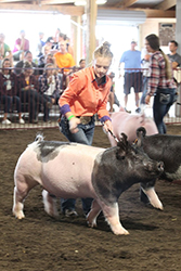 G & S Swine Winners
