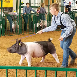 G & S Swine Winners