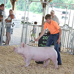 G & S Swine Winners