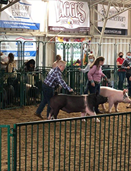 G & S Swine Winners