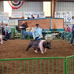 G & S Swine Winners