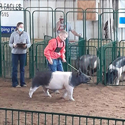 G & S Swine Winners