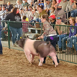 G & S Swine Winners